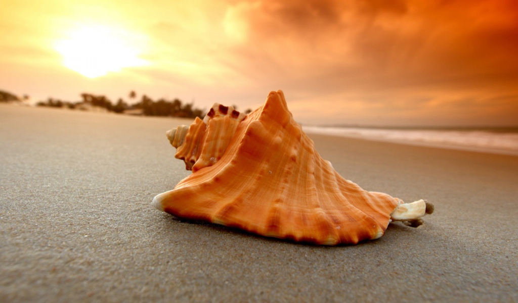 Большая ракушка лежит на горячем песке на закате солнца