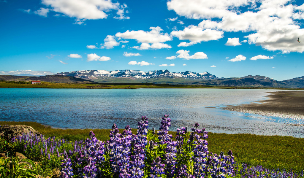 Люпины на берегу озера под красивым небом на фоне гор в Исландии
