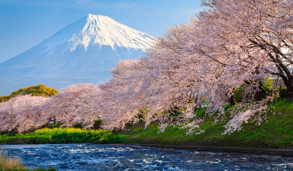 Розовые цветущие деревья сакуры у реки на фоне горы Фудзи, Япония