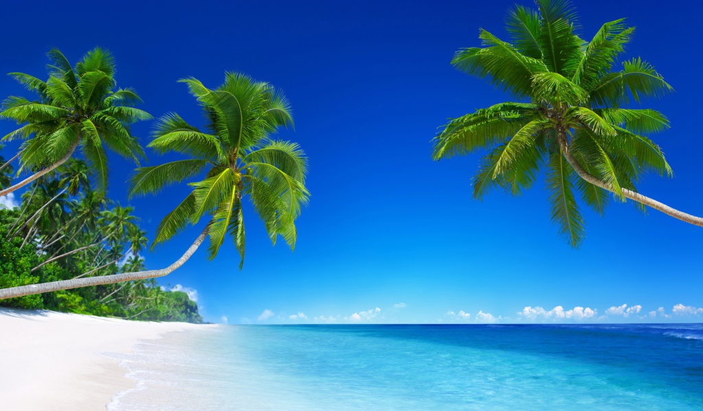 Green palm trees against the blue horizon