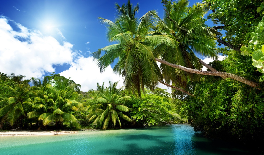 Зеленые пальмы на тропическом пляже под солнцем