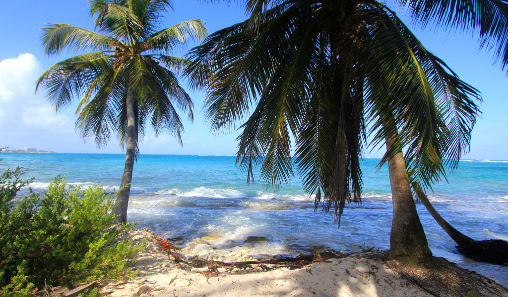 Пальмы на тропическом берегу у бушующего океана
