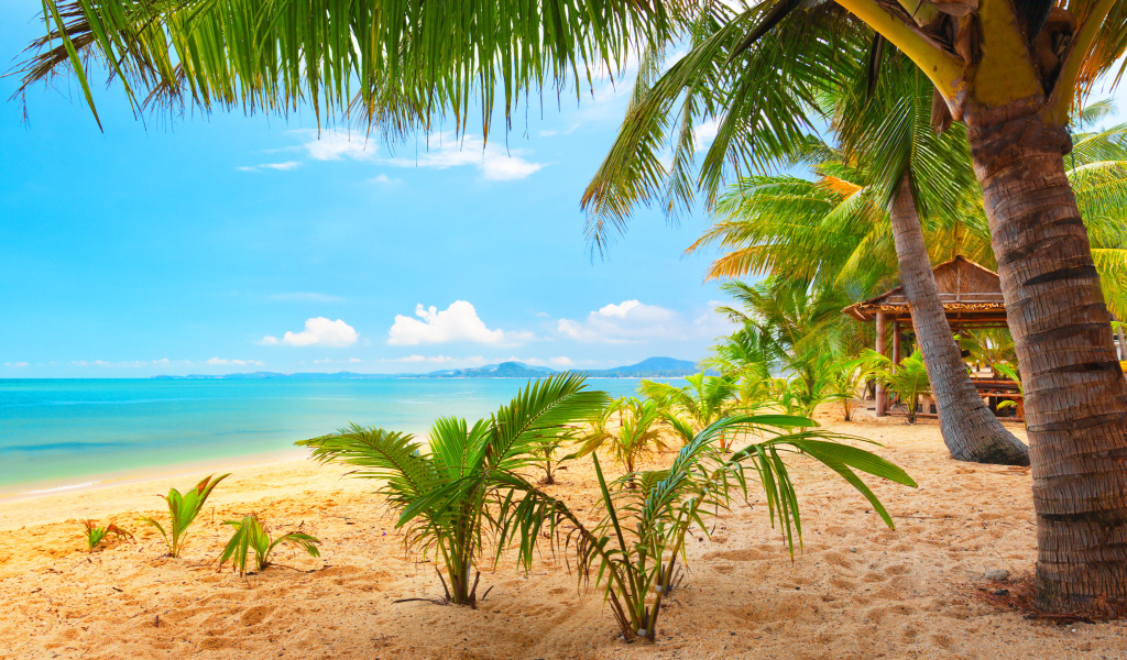 Tropical beach with palm trees by the ocean