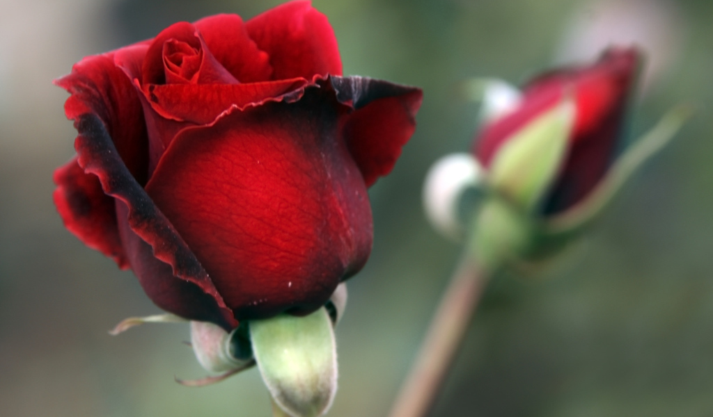 Цветок красной розы с бутоном крупным планом