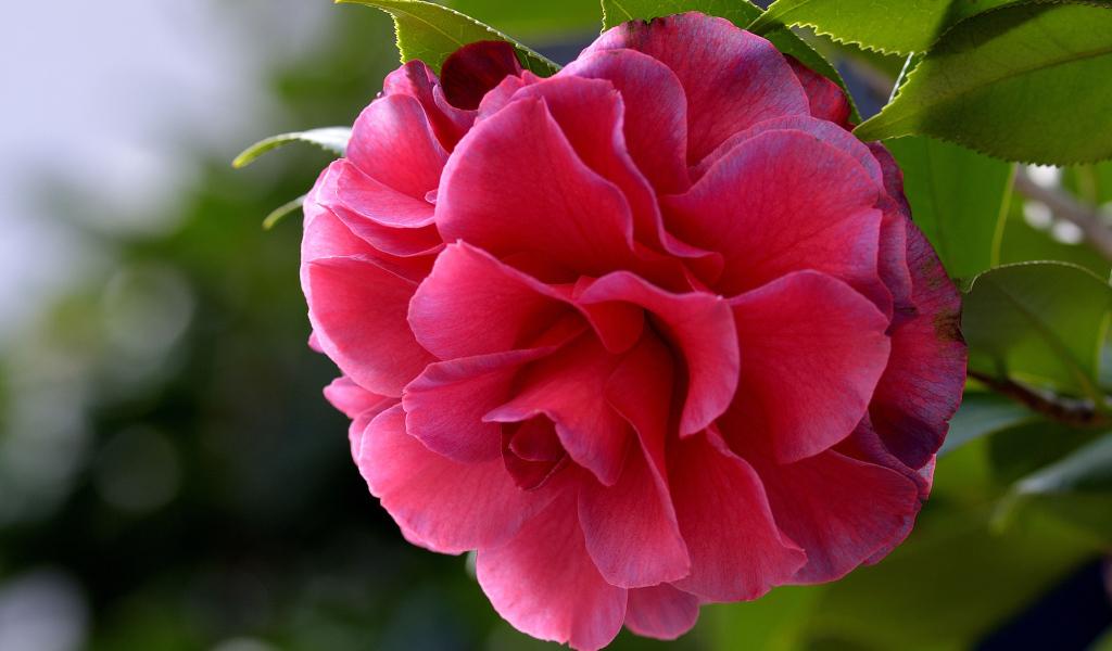 Красивый нежный розовый цветок камелия 