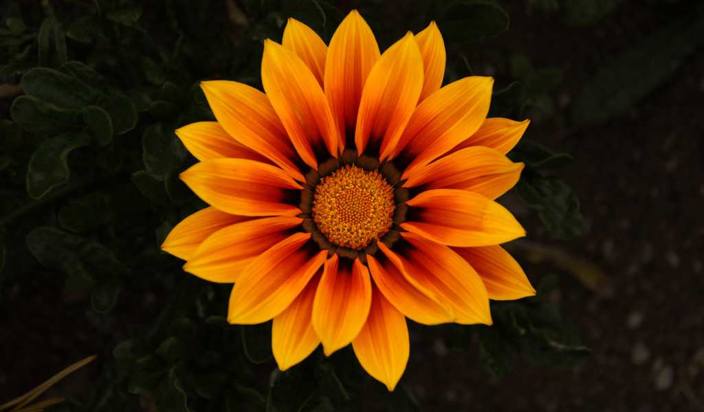 Красивый оранжевый цветок Газания 