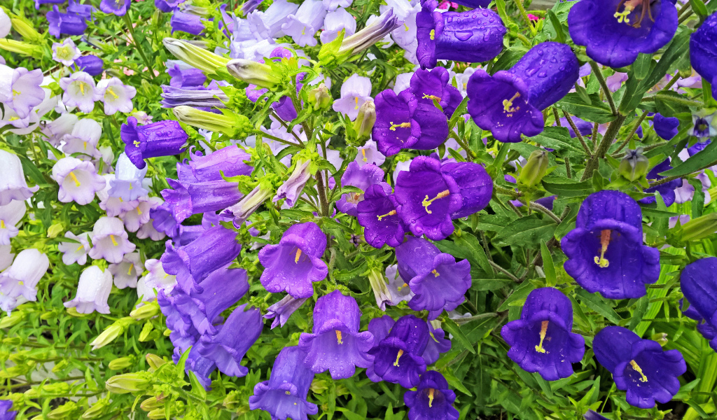 Красивые фиолетовые цветы колокольчики в каплях росы 