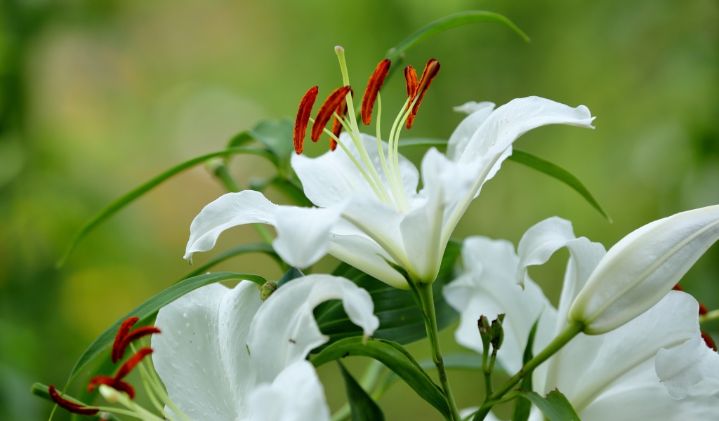 Beautiful white lily flower with buds and green leaves