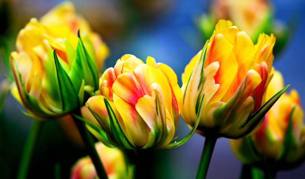 Красивые желто - красные тюльпаны крупным планом