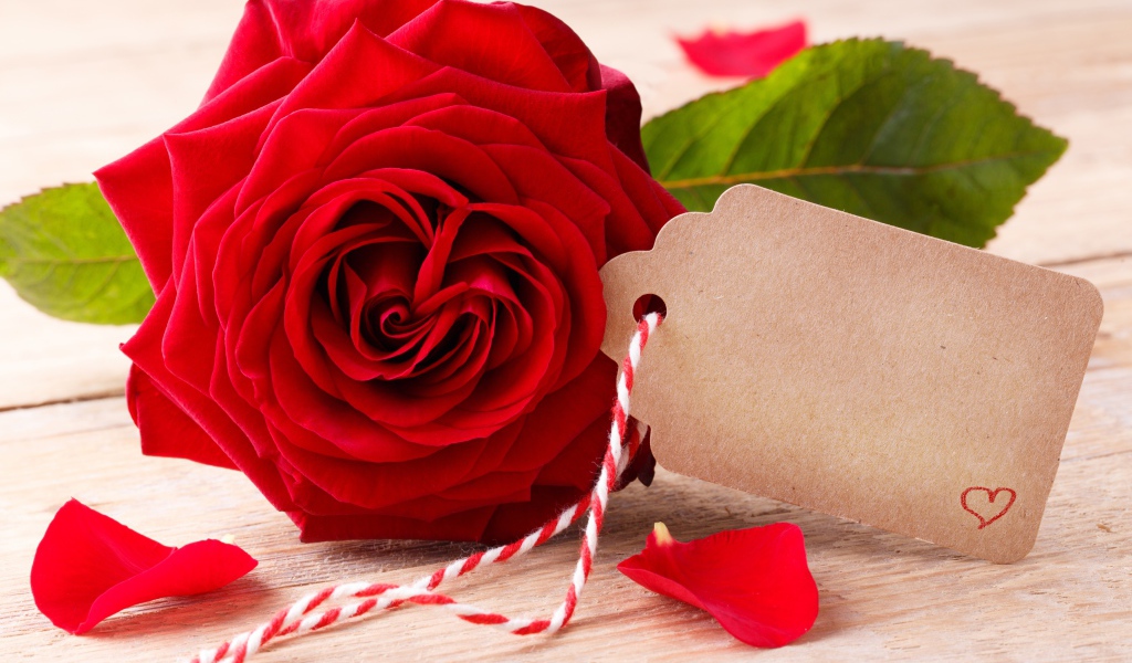 Большая красивая красная роза с открыткой крупным планом