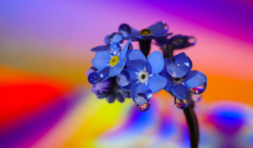Нежный голубой цветок незабудка в каплях росы 