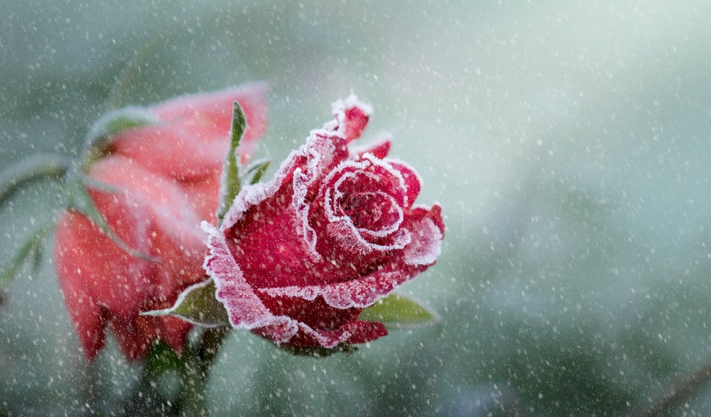 Frosted two red roses