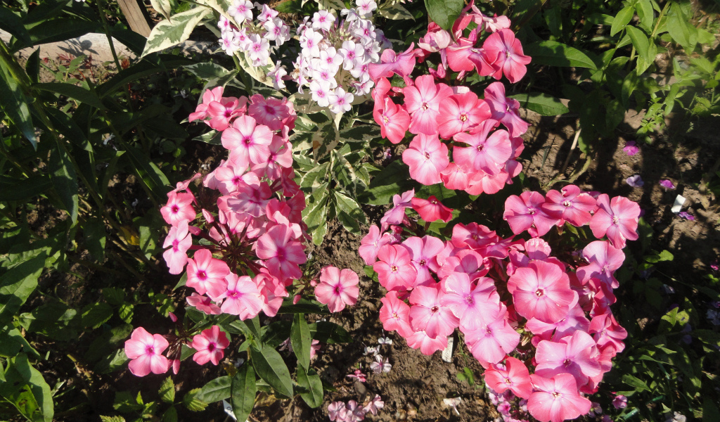 Розовые садовые цветы флоксы крупным планом