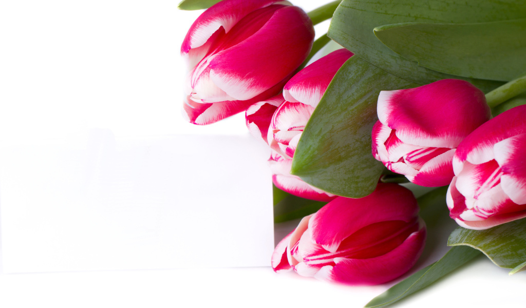Розовые тюльпаны на белом фоне 