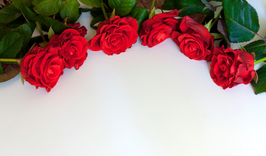Красные розы на белом фоне, шаблон для открытки