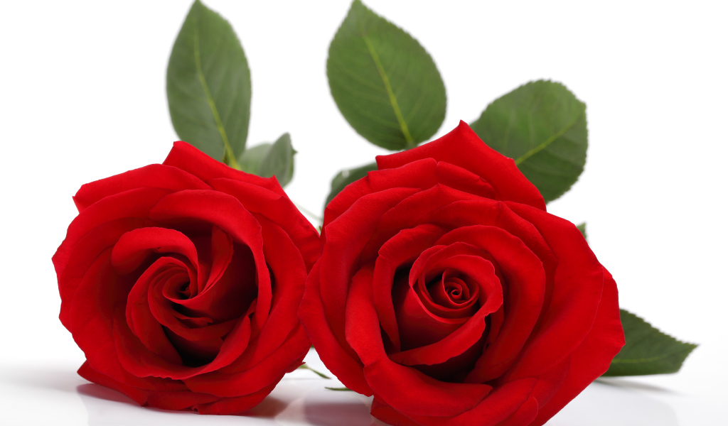 Две нежные красные розы на белом фоне 