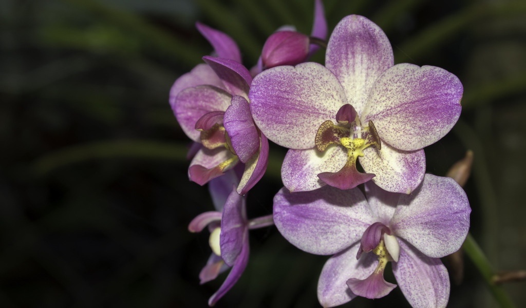 Фиолетовые цветы орхидеи крупным планом 