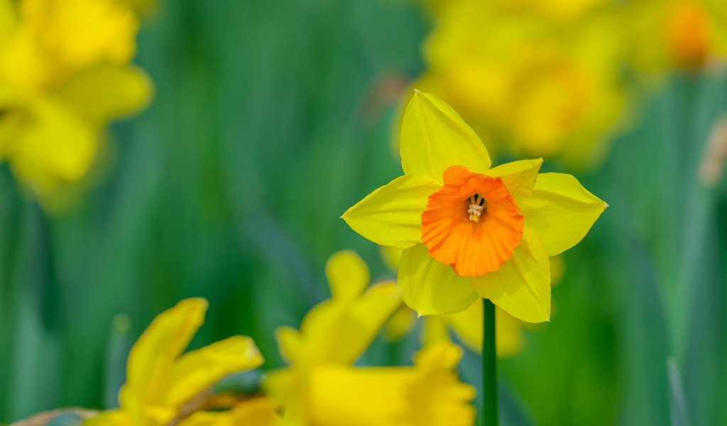 Желтый садовый цветок нарцисс крупным планом