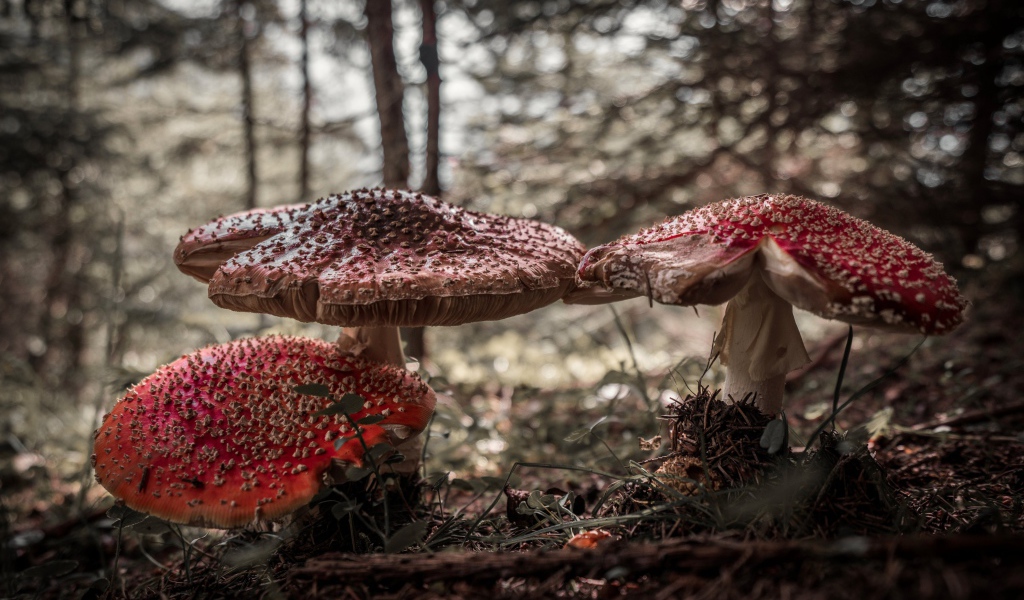 Большие лесные грибы мухоморы 
