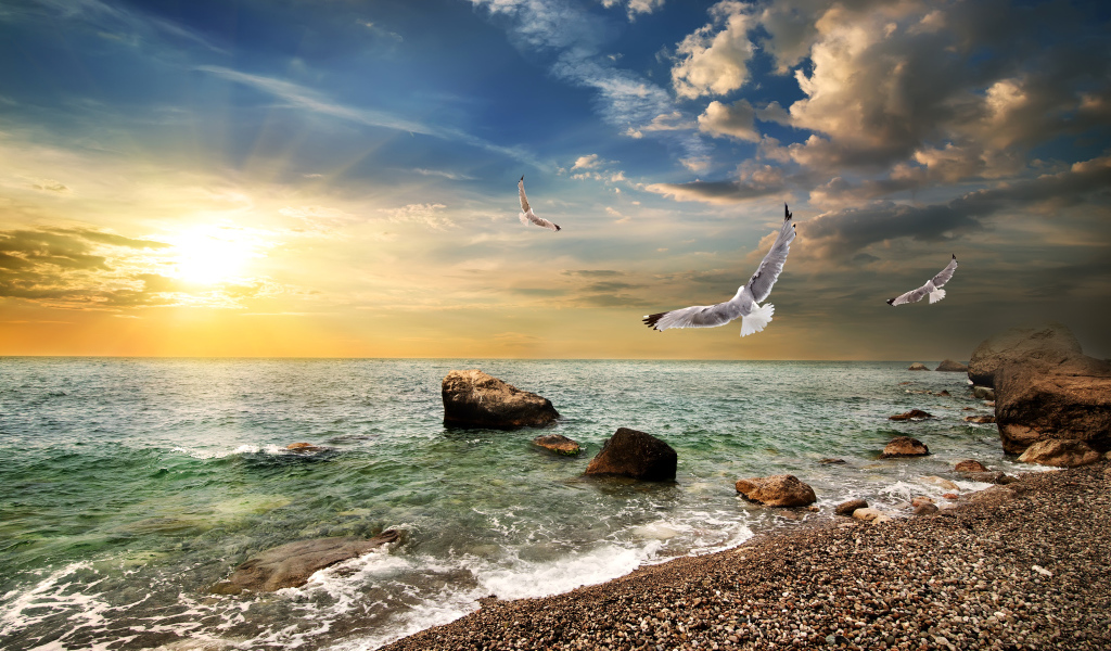 Чайки летают над морским берегом на закате солнца