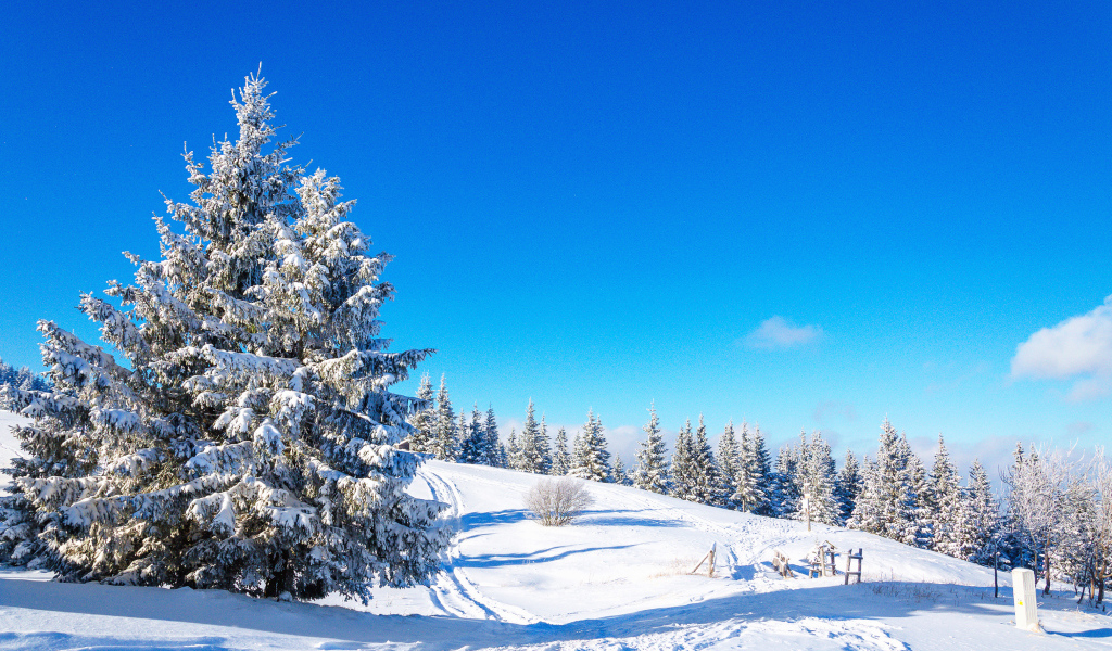 Заснеженная ель под чистым голубым зимним небом
