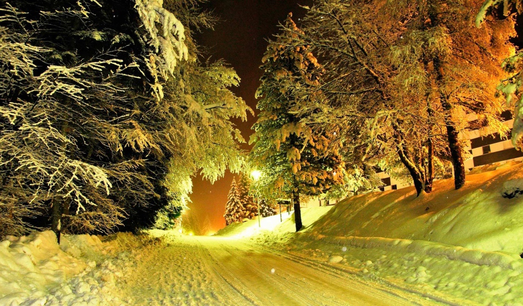 Деревья у заснеженной зимней дороги  
