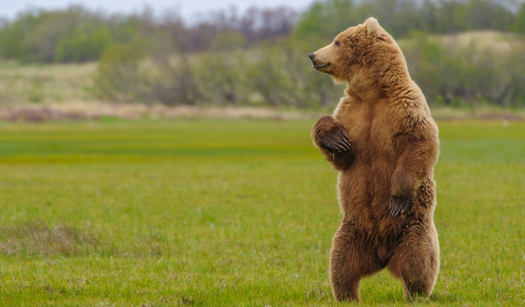Большой бурый медведь на зеленой траве