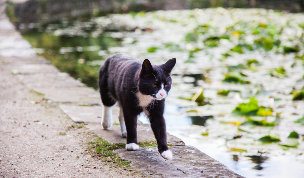 Красивый черно-белый кот идет по краю фонтана