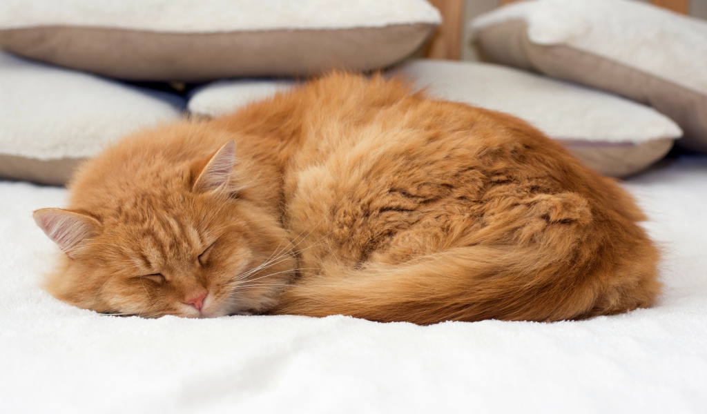 Красивый рыжий кот спит на кровати 
