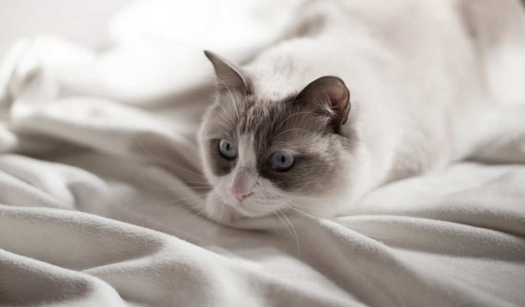 Красивый породистый голубоглазый кот лежит на белом покрывале