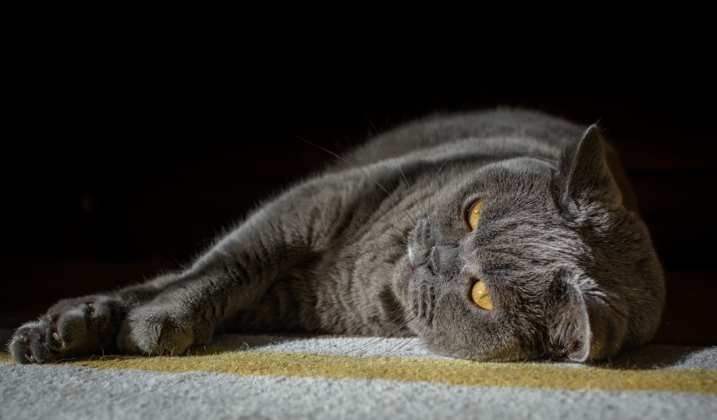 Британский кот лежит на ковру на черном фоне
