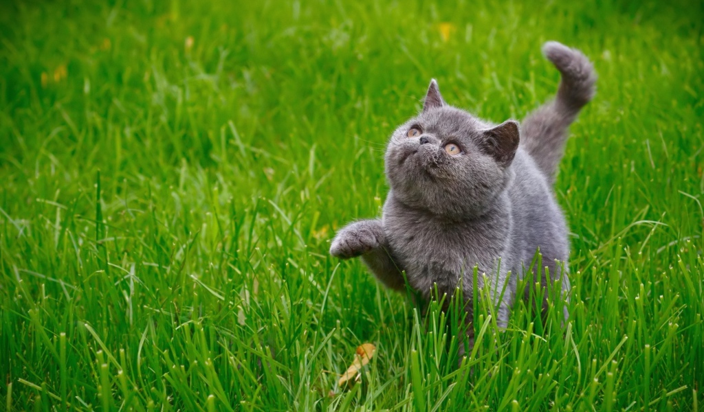 Серый котенок британец гуляет по зеленой траве