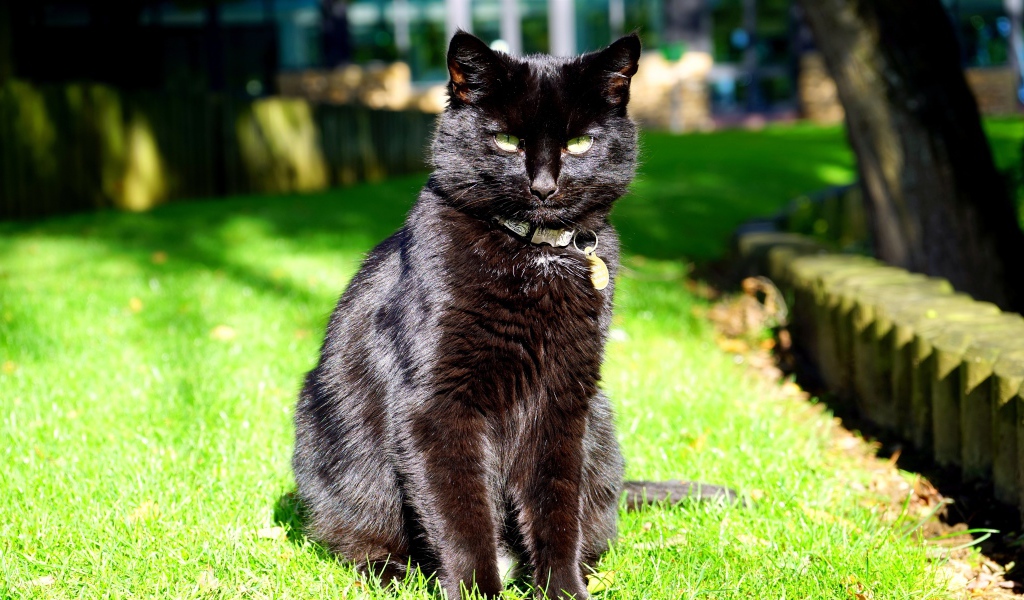 Зеленоглазый черный кот сидит на зеленой траве