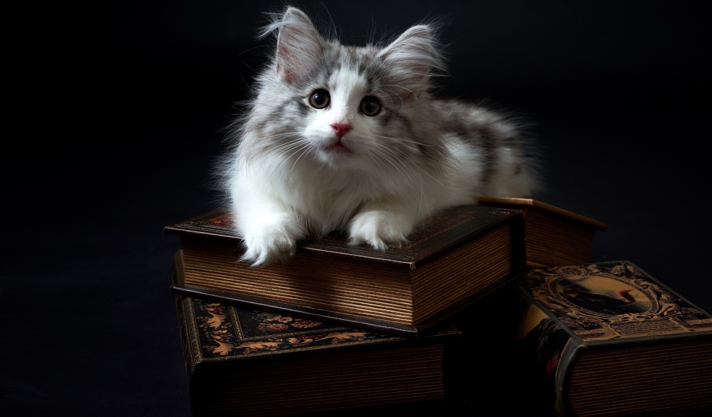 Котенок породы мейн кун лежит на книгах