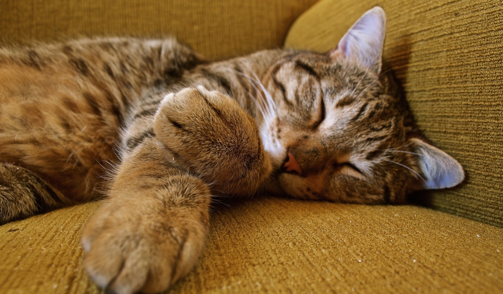Милый серый кот спит на диване