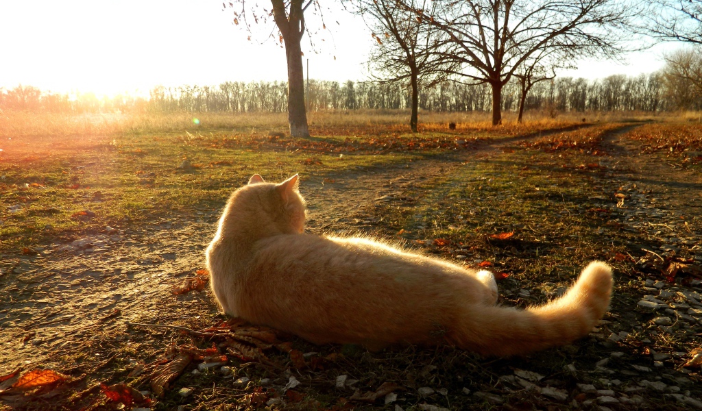 Рыжий кот лежит на земле в лучах осеннего солнца