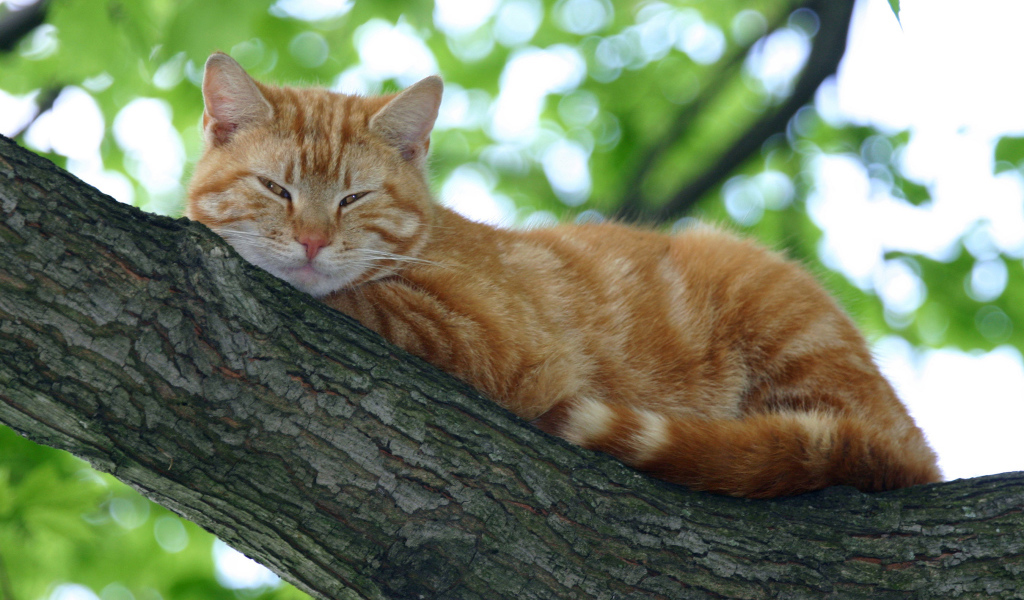 Рыжий кот спит на ветке дерева