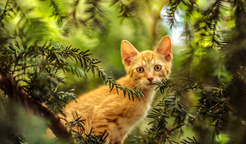 Рыжий любопытный котенок сидит в зеленых ветках
