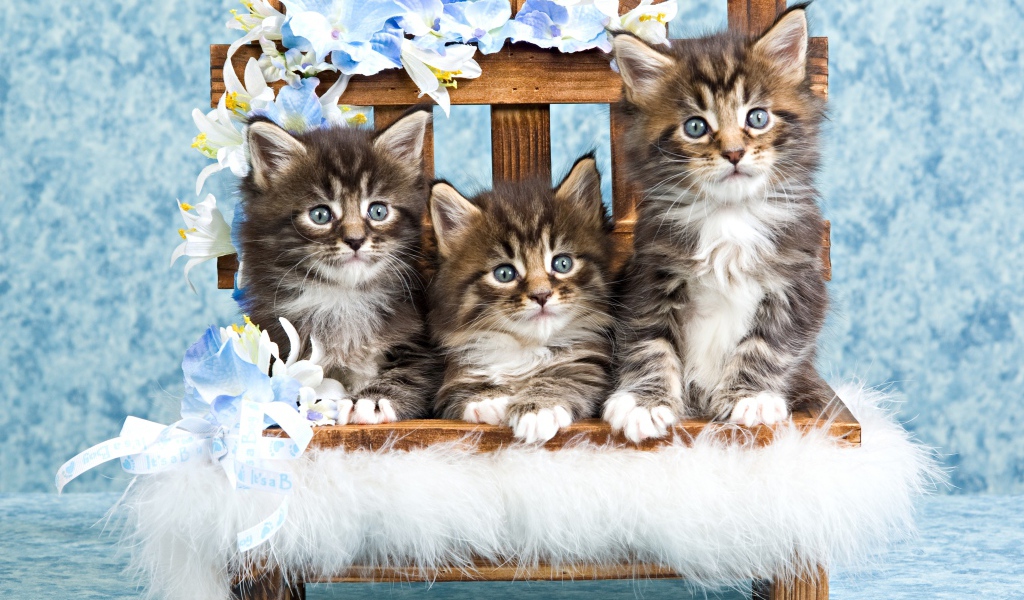 Три серых котенка мейн куна сидят на стуле