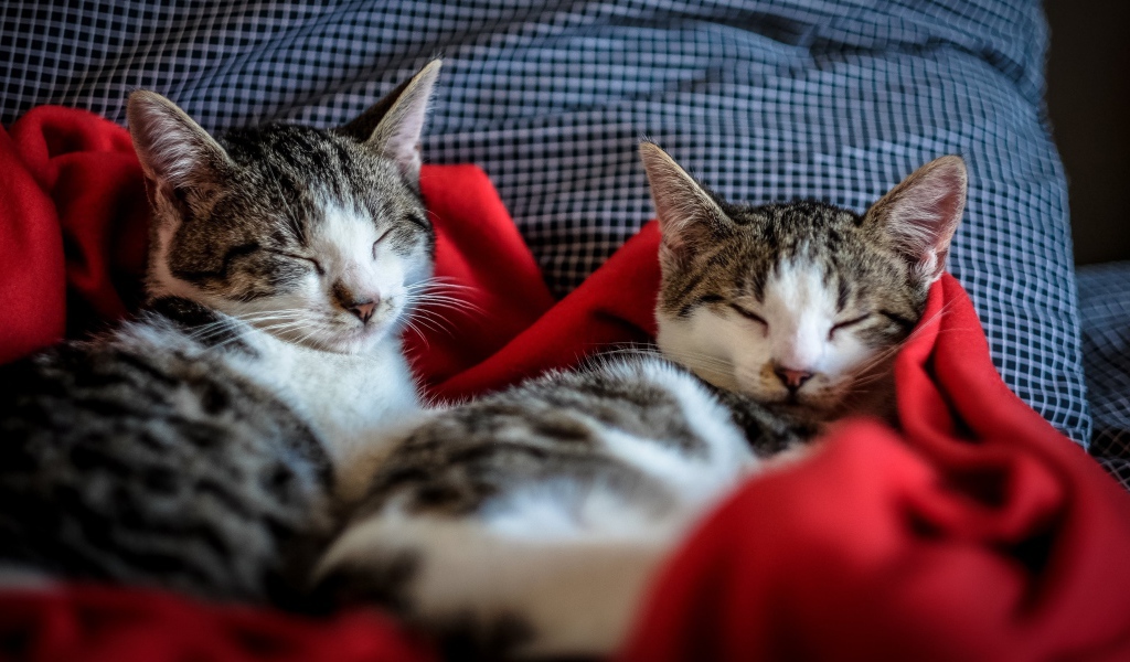 Два кота спят на кровати