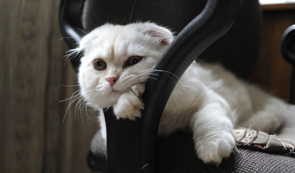 Белая шотландская вислоухая кошка лежит в кресле