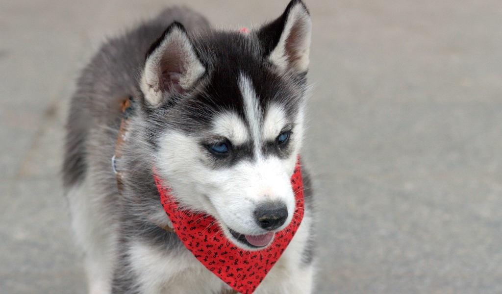 Голубоглазый щенок хаски с красным платком на шее