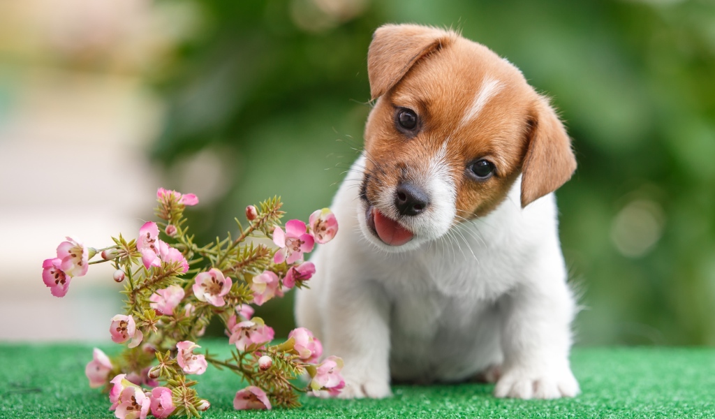 Смешной щенок Джек Рассел Терьер с цветами