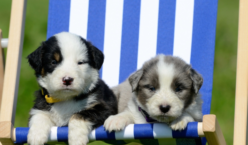 Два маленьких милых щенка в кресле