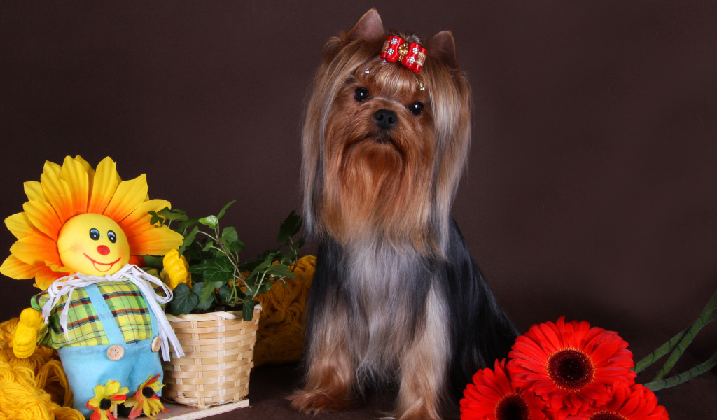 Yorkshire Terrier with bow on head