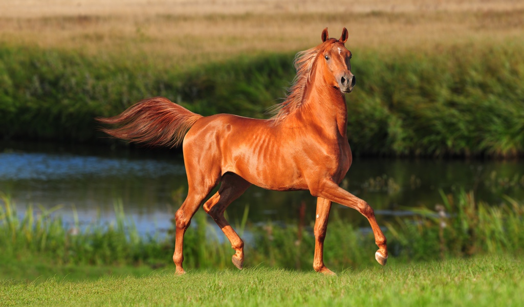 Грациозная коричневая лошадь у реки