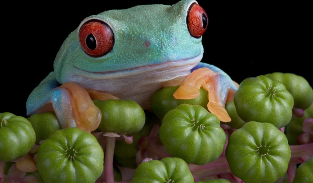 Большая зеленая лягушка с красными глазами