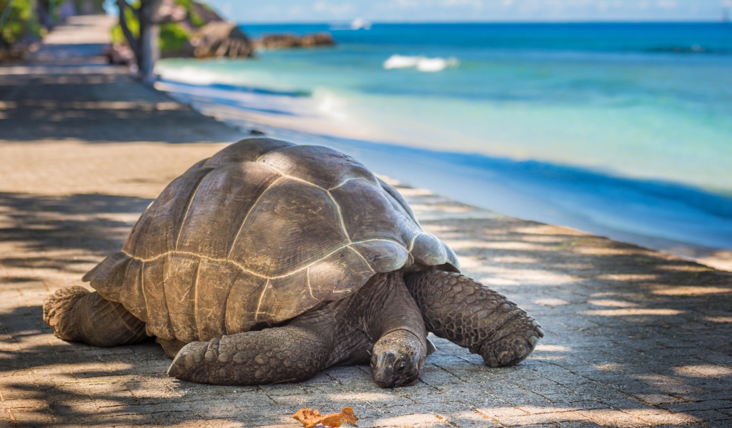 Гигантская черепаха на берегу