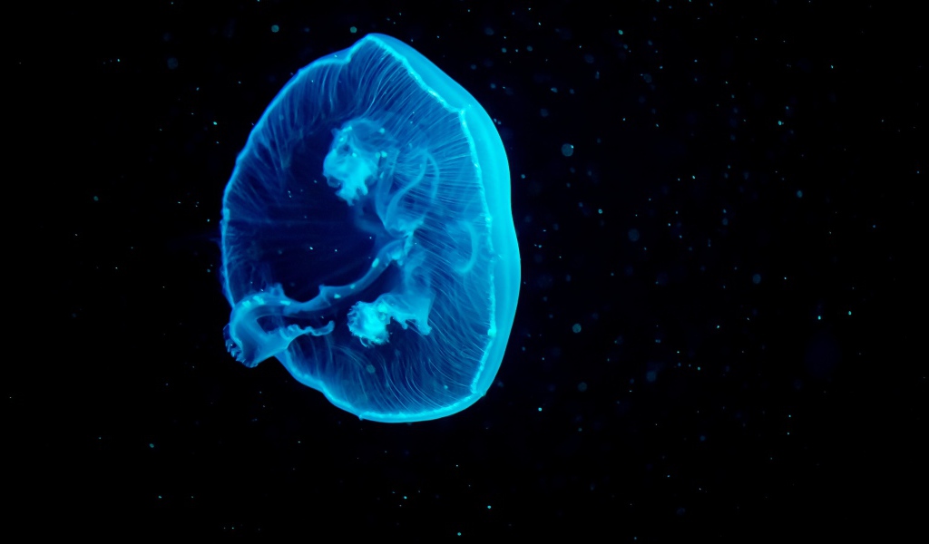 Голубая большая медуза на черном фоне