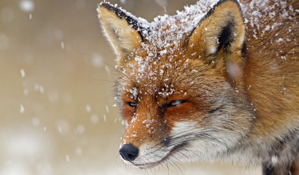 A cunning fox in the snow